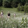 Au coeur d\'un champ de narcisses