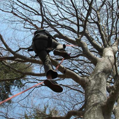 Accrobranche 2