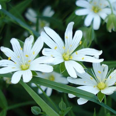 Juin Stellaire Holoste