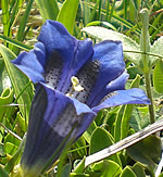 gentiane de Koch